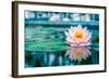 Beautiful Pink Lotus, Water Plant with Reflection in a Pond-Vasin Lee-Framed Photographic Print