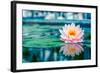 Beautiful Pink Lotus, Water Plant with Reflection in a Pond-Vasin Lee-Framed Photographic Print