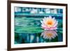 Beautiful Pink Lotus, Water Plant with Reflection in a Pond-Vasin Lee-Framed Photographic Print