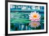 Beautiful Pink Lotus, Water Plant with Reflection in a Pond-Vasin Lee-Framed Photographic Print