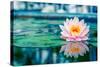 Beautiful Pink Lotus, Water Plant with Reflection in a Pond-Vasin Lee-Stretched Canvas