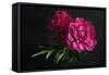 Beautiful Pink Peonies on Dark Background. Floral Still Life. Magenta Peony Flowers-null-Framed Stretched Canvas