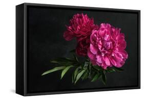 Beautiful Pink Peonies on Dark Background. Floral Still Life. Magenta Peony Flowers-null-Framed Stretched Canvas