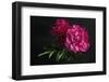 Beautiful Pink Peonies on Dark Background. Floral Still Life. Magenta Peony Flowers-null-Framed Photographic Print