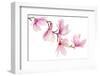 Beautiful Pink Spring Magnolia Flowers on a Tree Branch Isolated on White-Acik-Framed Photographic Print