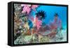 Beautiful, Pink Tropical Underwater Corals with a Large Red Seafan on a Reef Surrounded by Clean, B-Kelpfish-Framed Stretched Canvas