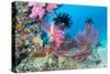Beautiful, Pink Tropical Underwater Corals with a Large Red Seafan on a Reef Surrounded by Clean, B-Kelpfish-Stretched Canvas