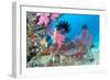 Beautiful, Pink Tropical Underwater Corals with a Large Red Seafan on a Reef Surrounded by Clean, B-Kelpfish-Framed Photographic Print