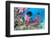 Beautiful, Pink Tropical Underwater Corals with a Large Red Seafan on a Reef Surrounded by Clean, B-Kelpfish-Framed Photographic Print