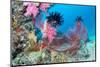 Beautiful, Pink Tropical Underwater Corals with a Large Red Seafan on a Reef Surrounded by Clean, B-Kelpfish-Mounted Photographic Print