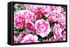 Beautiful Pink Tulips in the Spring Time-LukaKikina-Framed Stretched Canvas
