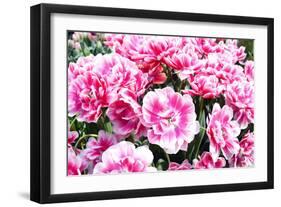 Beautiful Pink Tulips in the Spring Time-LukaKikina-Framed Photographic Print