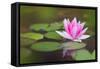 Beautiful Pink Water Lily and Leaves in Pond-Anyka-Framed Stretched Canvas