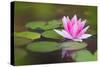 Beautiful Pink Water Lily and Leaves in Pond-Anyka-Stretched Canvas