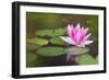 Beautiful Pink Water Lily and Leaves in Pond-Anyka-Framed Photographic Print