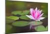 Beautiful Pink Water Lily and Leaves in Pond-Anyka-Mounted Photographic Print