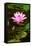 Beautiful Pink Water Lily Close-Up-mazzzur-Framed Stretched Canvas