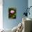 Beautiful Pink Water Lily Close-Up-mazzzur-Stretched Canvas displayed on a wall