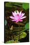 Beautiful Pink Water Lily Close-Up-mazzzur-Stretched Canvas