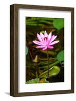 Beautiful Pink Water Lily Close-Up-mazzzur-Framed Photographic Print