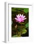 Beautiful Pink Water Lily Close-Up-mazzzur-Framed Photographic Print