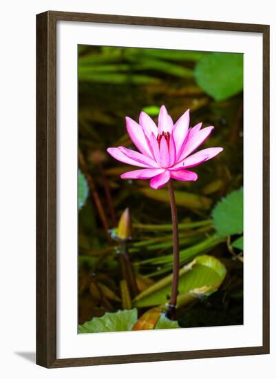 Beautiful Pink Water Lily Close-Up-mazzzur-Framed Photographic Print