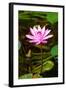 Beautiful Pink Water Lily Close-Up-mazzzur-Framed Photographic Print