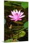 Beautiful Pink Water Lily Close-Up-mazzzur-Mounted Photographic Print