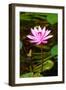 Beautiful Pink Water Lily Close-Up-mazzzur-Framed Photographic Print