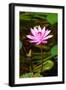 Beautiful Pink Water Lily Close-Up-mazzzur-Framed Photographic Print