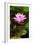 Beautiful Pink Water Lily Close-Up-mazzzur-Framed Photographic Print