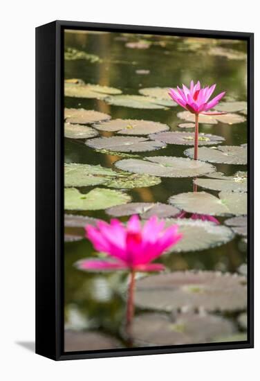 Beautiful Pink Water Lily Closeup-mazzzur-Framed Stretched Canvas