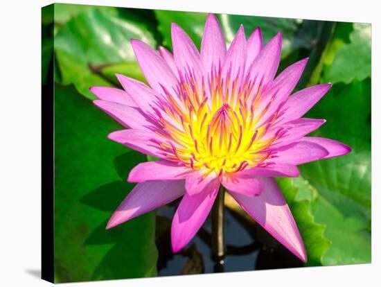 Beautiful Pink Water Lily Closeup-mazzzur-Stretched Canvas