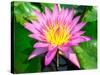 Beautiful Pink Water Lily Closeup-mazzzur-Stretched Canvas