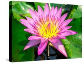 Beautiful Pink Water Lily Closeup-mazzzur-Stretched Canvas