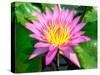 Beautiful Pink Water Lily Closeup-mazzzur-Stretched Canvas