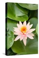 Beautiful Pink Water Lily Closeup-mazzzur-Stretched Canvas