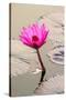 Beautiful Pink Water Lily Closeup-mazzzur-Stretched Canvas