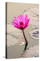 Beautiful Pink Water Lily Closeup-mazzzur-Stretched Canvas