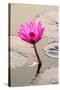 Beautiful Pink Water Lily Closeup-mazzzur-Stretched Canvas