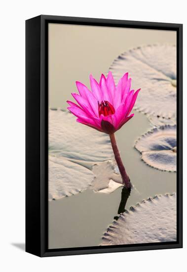 Beautiful Pink Water Lily Closeup-mazzzur-Framed Stretched Canvas