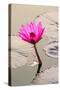 Beautiful Pink Water Lily Closeup-mazzzur-Stretched Canvas