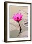 Beautiful Pink Water Lily Closeup-mazzzur-Framed Photographic Print