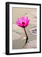 Beautiful Pink Water Lily Closeup-mazzzur-Framed Photographic Print