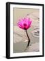 Beautiful Pink Water Lily Closeup-mazzzur-Framed Photographic Print