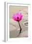 Beautiful Pink Water Lily Closeup-mazzzur-Framed Photographic Print