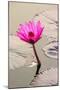 Beautiful Pink Water Lily Closeup-mazzzur-Mounted Photographic Print