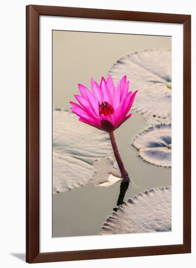 Beautiful Pink Water Lily Closeup-mazzzur-Framed Photographic Print