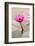 Beautiful Pink Water Lily Closeup-mazzzur-Framed Photographic Print