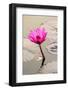 Beautiful Pink Water Lily Closeup-mazzzur-Framed Photographic Print